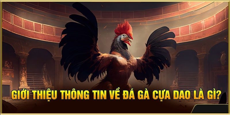 Đá Gà Cựa Dao - Hình Thức Chọi Kê Được Yêu Thích Nhất 2024 2 Giới thiệu hình thức chọi gà cựa dao